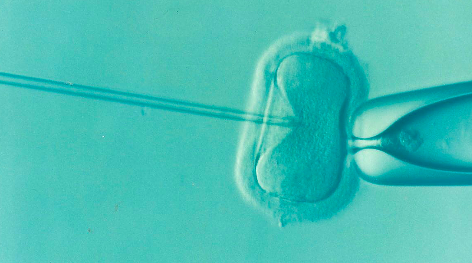 <em>The three-person baby was produced by an experimental form of IVF (Pixabay)</em>