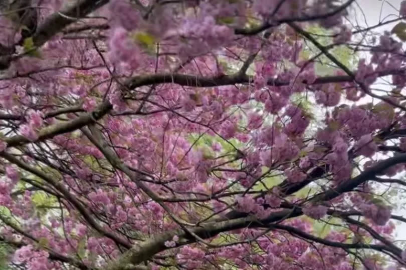 Stacey Solomon shares her cherry blossom tree in memory of dog