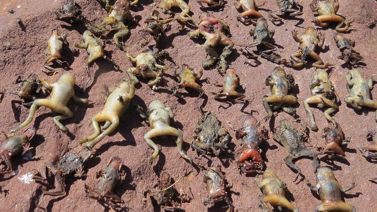 Der Pilz Batrachochytrium dendrobatidis nistet sich in der Haut von Amphibien ein und vernichtet so in kürzester Zeit ganze Bestände. Foto: Dirk Schmeller/Helmholtz-Zentrum für Umweltforschung