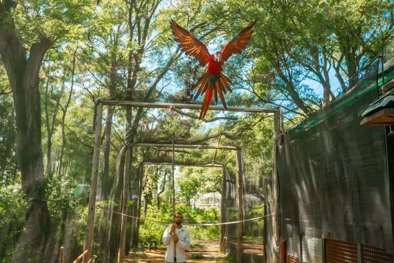 Los cinco individuos nacieron a fines de 2020 en el Bioparque Temaikèn