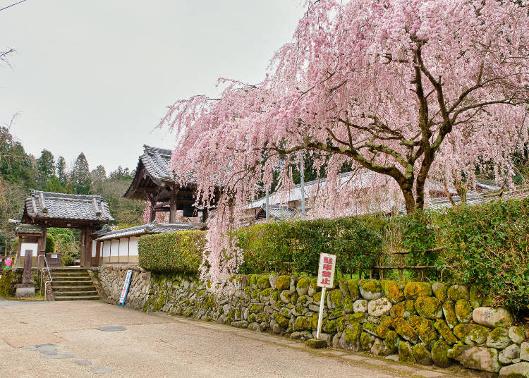 Early- and late-blooming trees blossom in sequence, so you can enjoy an extended viewing period