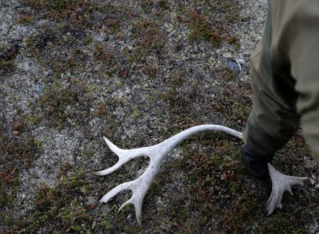 Sami reindeer herder Nils Mathis Sara, 60, collects a reindeer antler on the Finnmark Plateau, Norway, June 16, 2018. REUTERS/Stoyan Nenov/Files