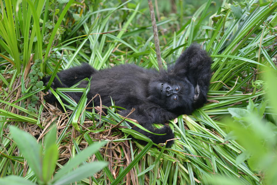 In this 2016 photo provided by the Dian Fossey Gorilla Fund, a young mountain gorillas named Fasha, who has faced a number of challenges in her young life, including having been caught in a snare in the past, lies in the grass in Rwanda's Volcanoes National Park. On Wednesday, Nov. 14, 2018, the International Union for Conservation of Nature updated the species’ status from “critically endangered” to “endangered.” The designation is more promising, but still precarious. (Dian Fossey Gorilla Fund via AP)