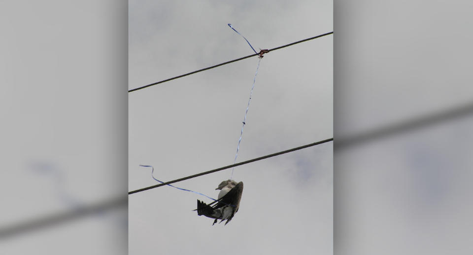 A dead bird hangs from a balloon string on a power line. Image: Pam Denmon/U.S. Fish & WIldlife Service