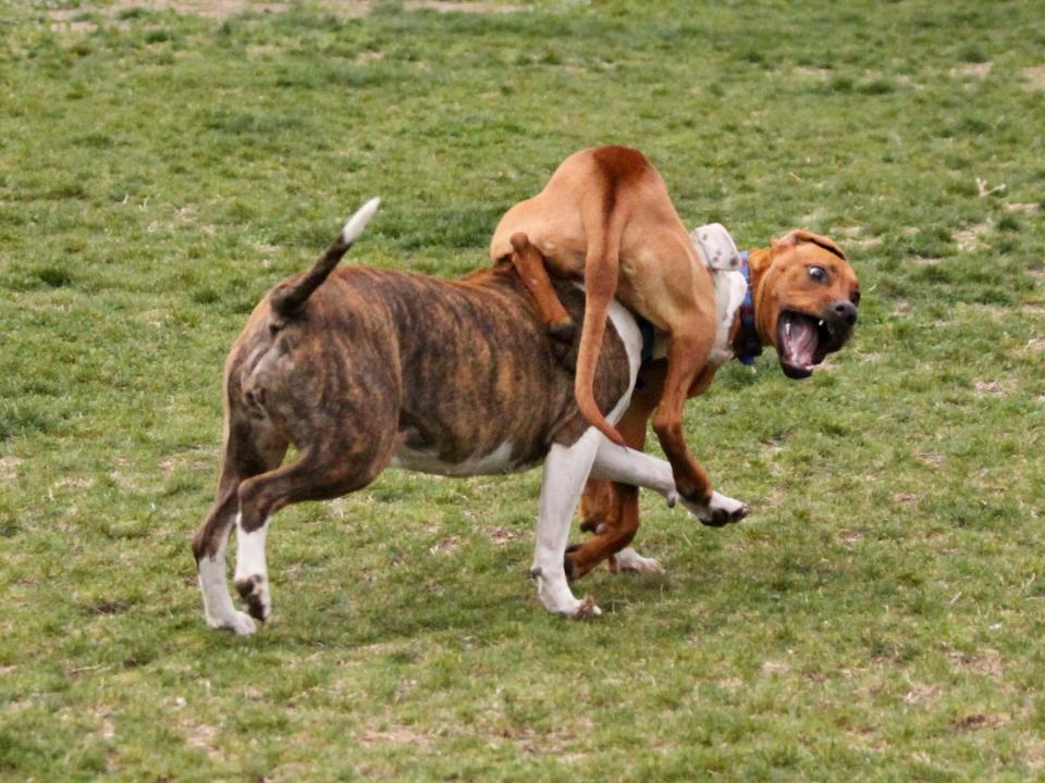 rough play at dog park