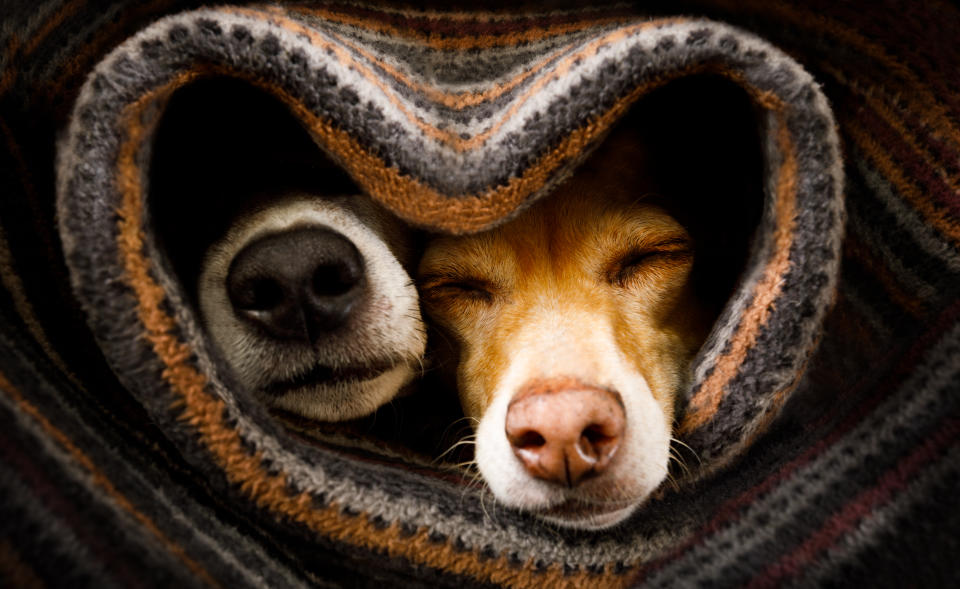 Take cuddle time to the max with these comfortable doggie beds. (Photo: Getty Images)
