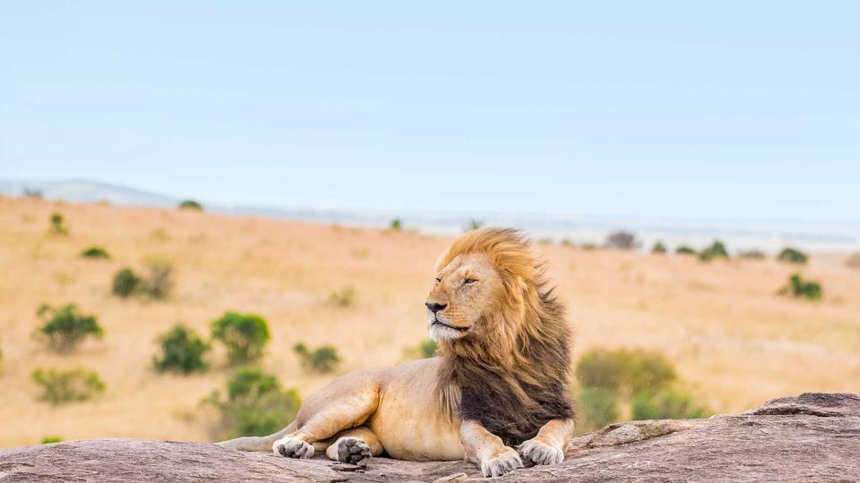 A lion seen on a rock in Kenya on safari