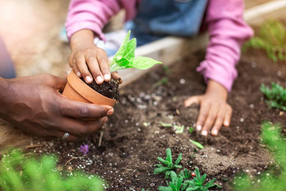 african american father and daughter transplanting a small potted plant to a raised garden bed