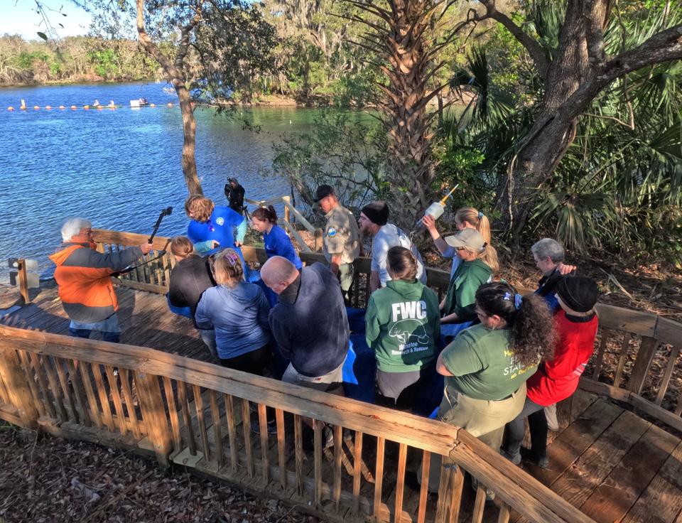 Workers prepare a manatee to be released during a mass release of rehabilitated manatees at Blue Spring State Park in Orange City, Monday, Feb. 13. Manatees gradually begin leaving the springs and other winter habitats with the arrival of spring.