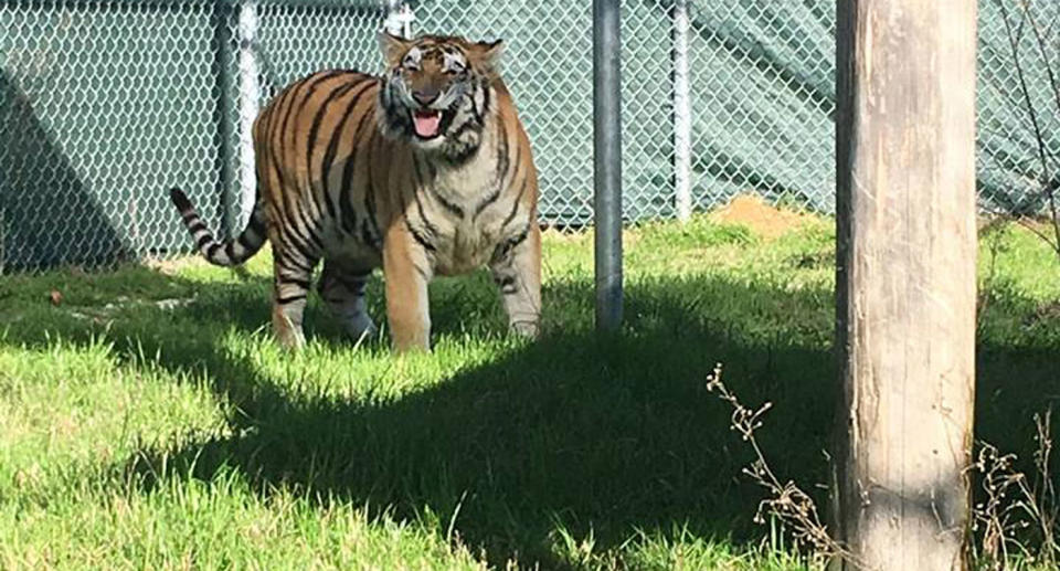 Tyson the tiger at his new home at Cleveland Armory Black Beauty Ranch. Source: Facebook/ Cleveland Armory Black Beauty Ranch