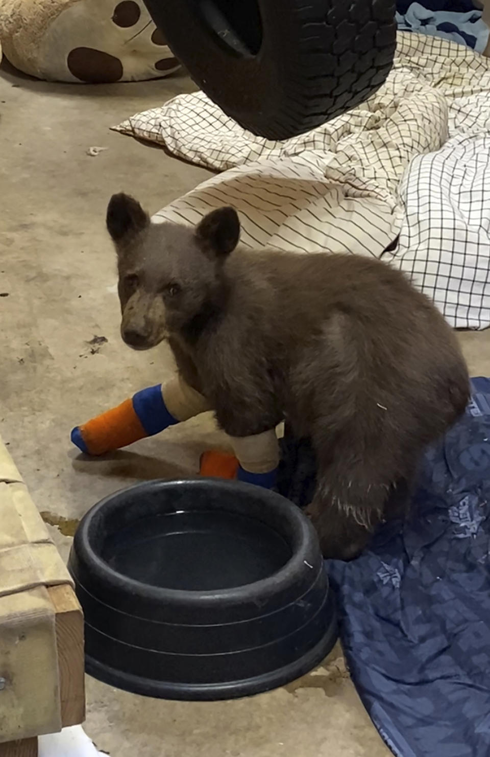 FILE - In this July 31, 2021, file photo provided by Lake Tahoe Wildlife Care, is a bear cub that was taken in for treatment to Lake Tahoe Wildlife Care in South Lake Tahoe, Calif., after it suffered burns in a California wildfire. Wildlife officials are asking for the public's help in locating the bear cub that escaped from the animal rescue center where he was being treated. The 6-month-old black bear nicknamed "Tamarack" after the fire that burned his paws, escaped his enclosure and managed to tunnel under an electric fence at Lake Tahoe Wildlife Care, the center said in a statement on Tuesday, Aug. 3. (Lake Tahoe Wildlife Care via AP, File)