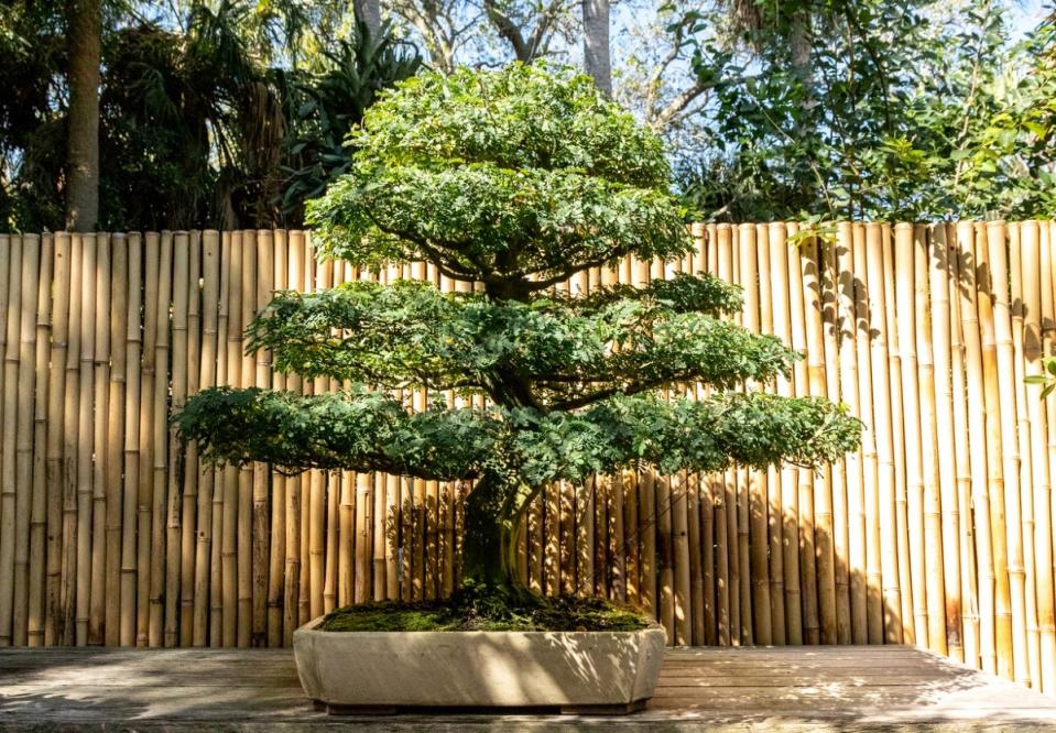 Brazilian rain tree bonsai tree outdoors in front of a bamboo fence.