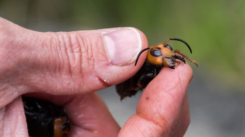 Washington State Department of Agriculture entomologist Chris Looney holds an Asian Giant Hornet caught in a trap near Blaine