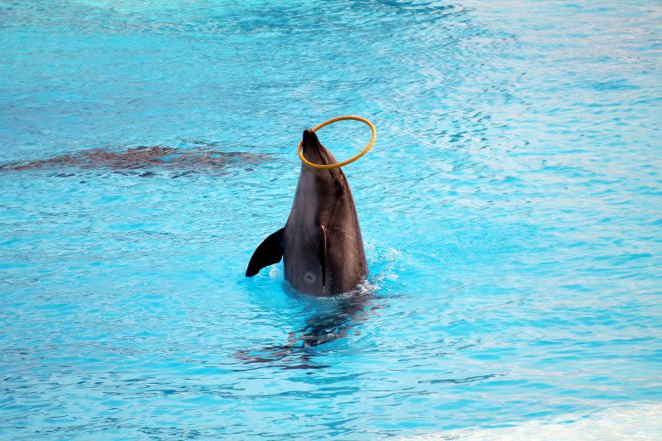「海豚生來就會跳圈圈嗎？」背離事實的刻板印象，對人與動物都會造成傷害。（圖片來源：wikimedia）