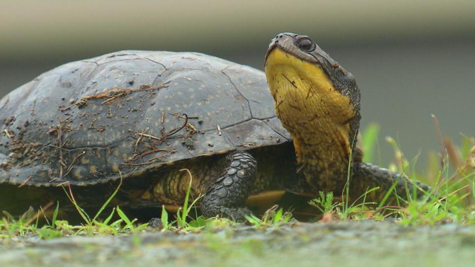 New research finds the development of Terry Fox Drive in the city’s west end has led to a steep decline in habitat for Blanding's turtles, leading to a 70 per cent decline in its adult population. (- - image credit)