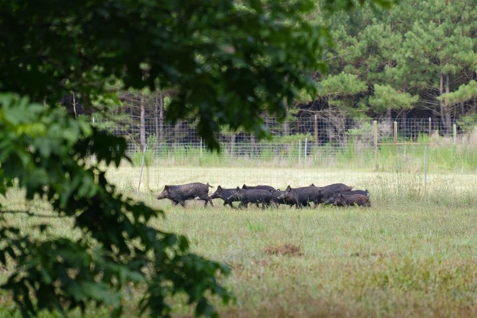 A pack of feral hogs runs through a field at the LSU AgCenter Bob R. Jones-Idlewild Research Station in Clinton on June 6, 2023.