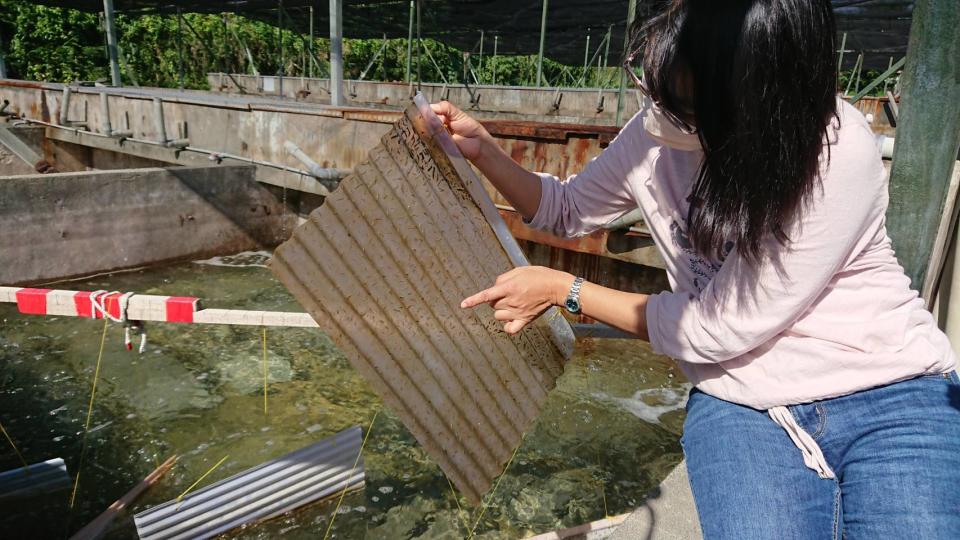 成功商水水產養殖學程主任葉玉萍舉起置於育苗池中的塑膠浪板，可看見板上附著許多九孔幼苗。