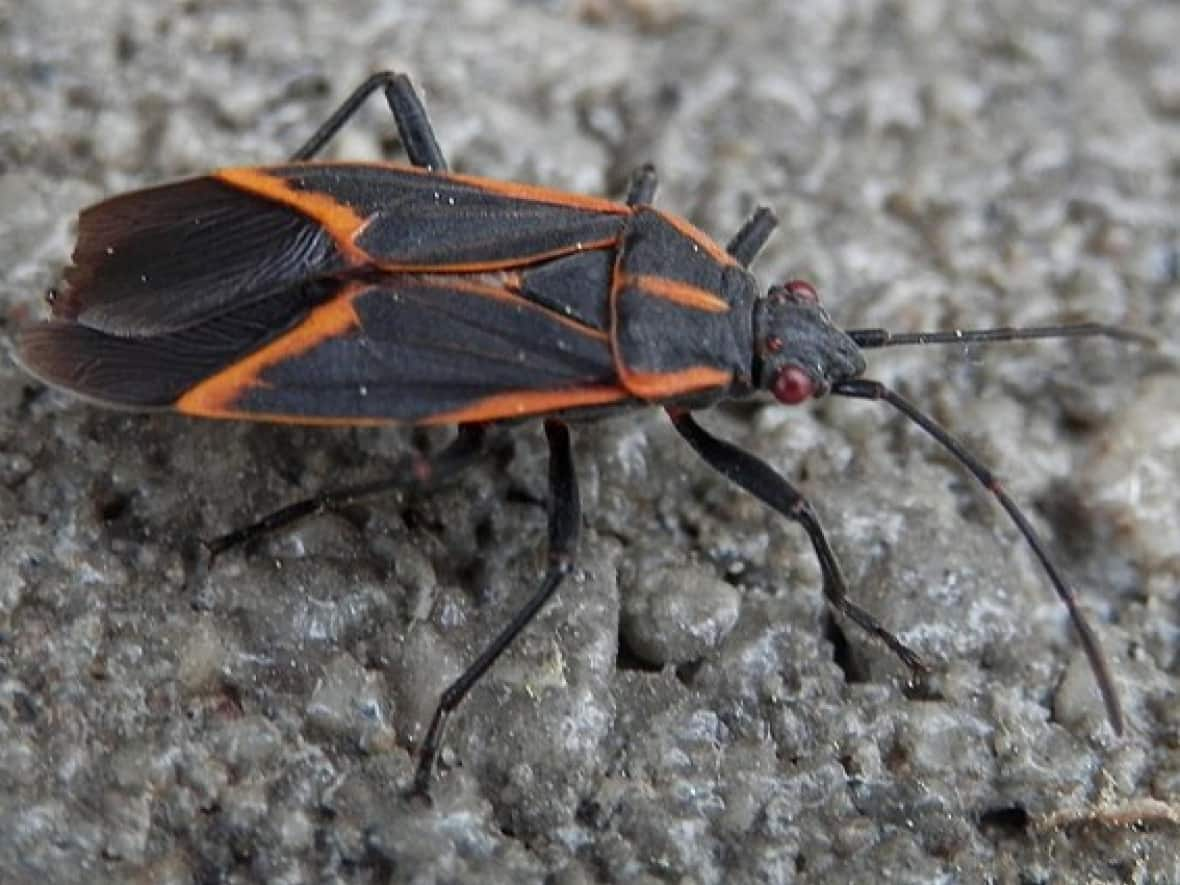 Boxelder bugs get their name from the tree of the same name. When the weather turns cold, the black and red bugs like to come inside to spend the winter.  (Ryan Hodnett/Wikipedia Commons - image credit)