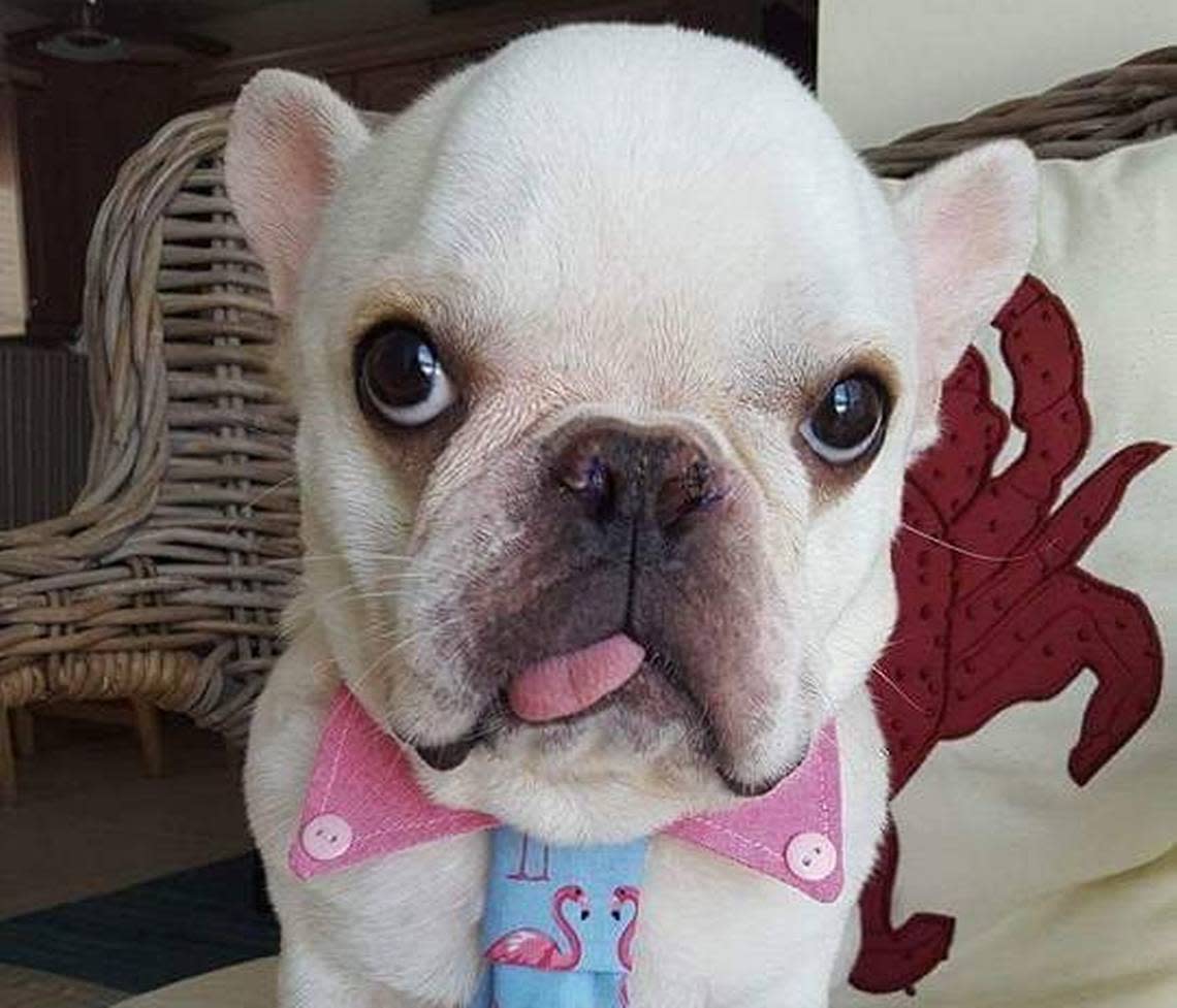 Ollie, a pup adopted by a French Bulldog Village Rescue board member, suffers from hydrocephalus, or water on the brain, and severe allergies. He has to eat canned crocodile to avoid breakouts.