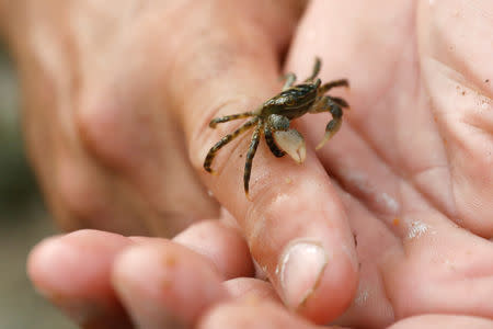 Chef Bun Lai of Miya's Sushi holds an invasive Asian shore crab which he will use at his restaurant in New Haven, Connecticut, U.S., August 27, 2018. REUTERS/Shannon Stapleton