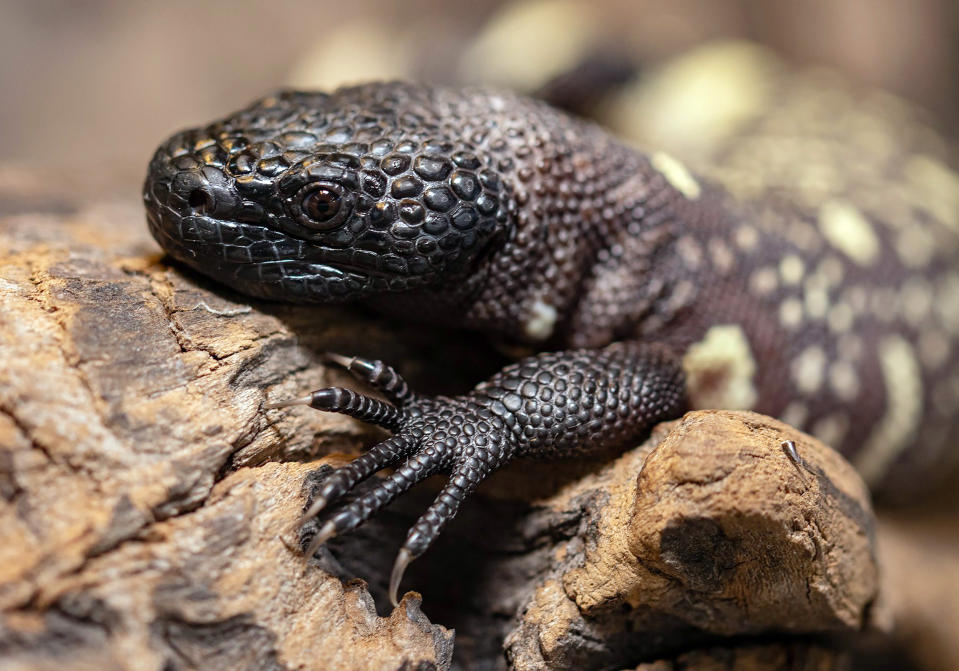 One of the two endangered venomous Mexican beaded lizards that hatched in February at an incubator, is seen in Wroclaw Zoo, in Wroclaw, Poland, April 4, 2021. Two endangered Mexican beaded lizards have hatched at the Wroclaw Zoo in Poland, boosting the population of the venomous lizards. The zoo said they hatched in late February at the zoo's terrarium, where the eggs had been kept in an incubator ever since they were laid in August. They are still being kept from the public's view and keepers have not yet determined their sex. (Wroclaw Zoo via AP Photo)