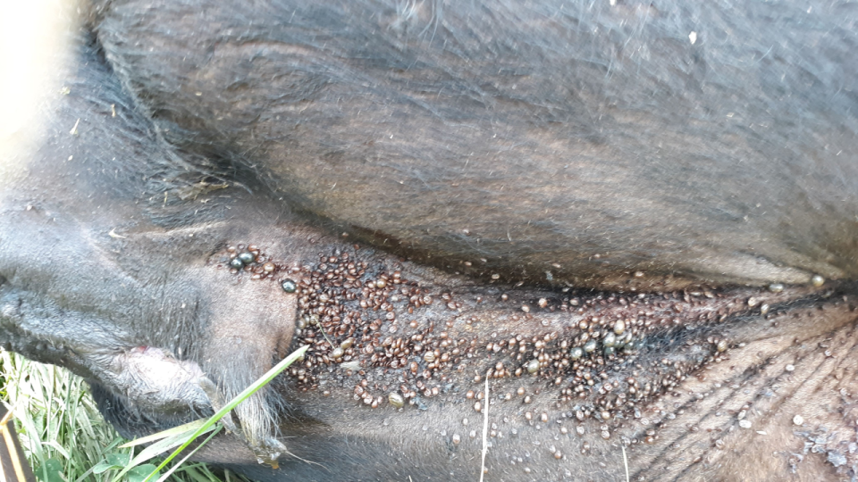 Hundreds of Asian Longhorned Ticks on rear of dead cow