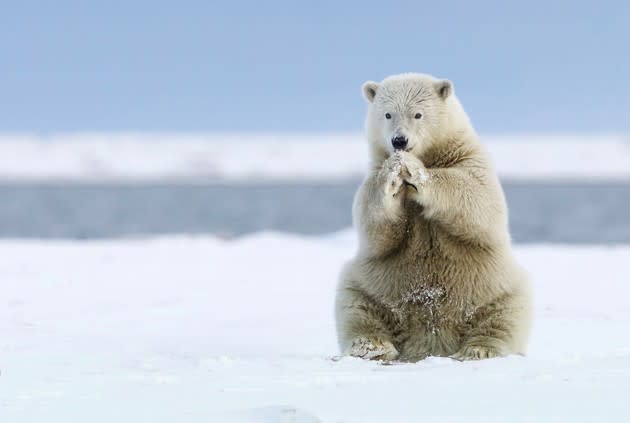 Missy Mandel photographed this polar bear in Kaktovik, Alaska, for the National Geographic Travel Photographer of the Year Contest. See more entries <a href="http://www.theatlantic.com/photo/2016/05/2016-national-geographic-travel-photographer-of-the-year-contest/481038/?utm_source=yahoo" rel="nofollow noopener" target="_blank" data-ylk="slk:here;elm:context_link;itc:0;sec:content-canvas" class="link ">here</a>.