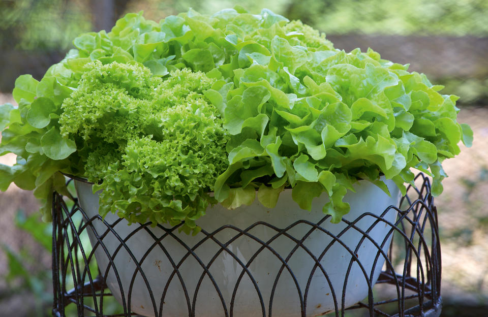 PLANT A CUT-AND-COME-AGAIN LETTUCE BOWL