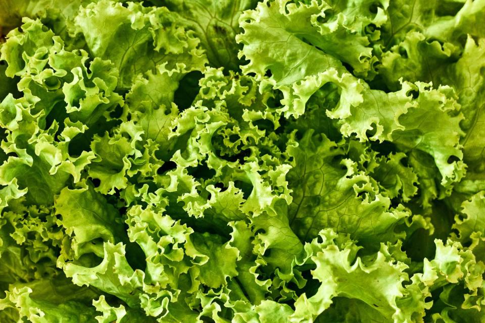 11) Lettuce