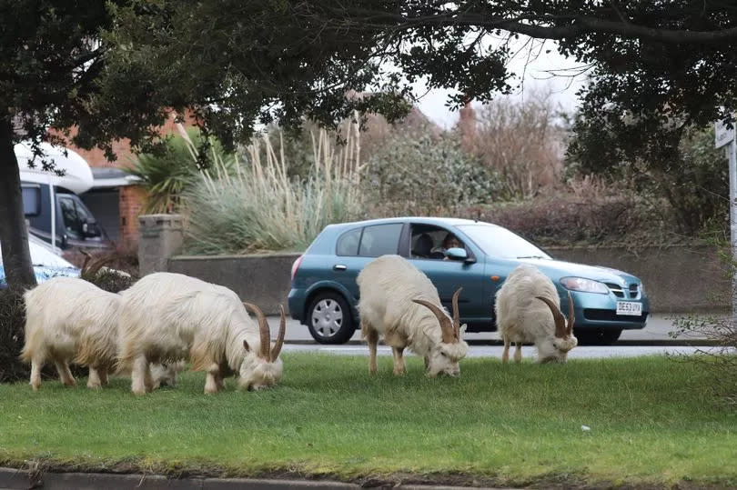 As numbers have risen, Llandudno's goats have begun to expand their range