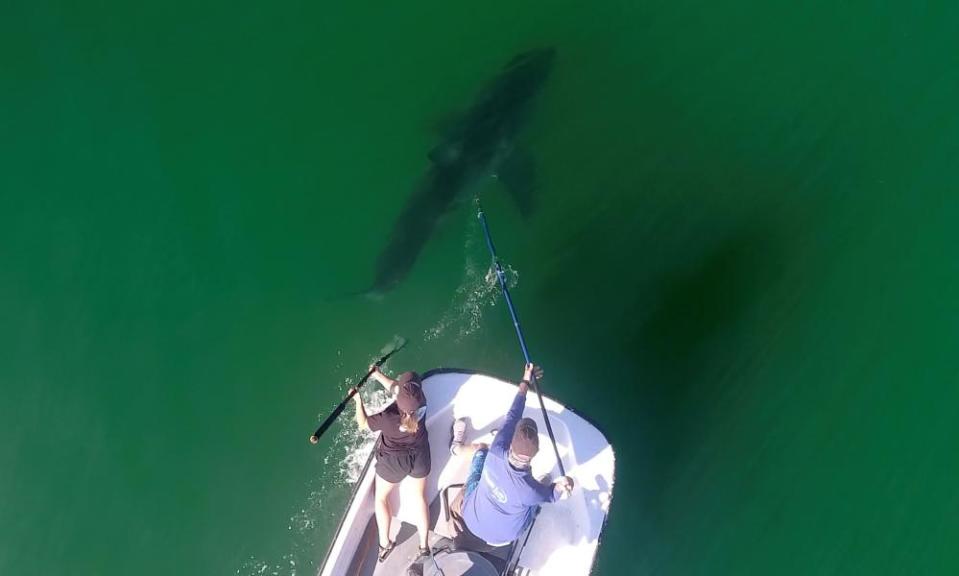 Marine biologists from the shark lab study sharks along the California coast.