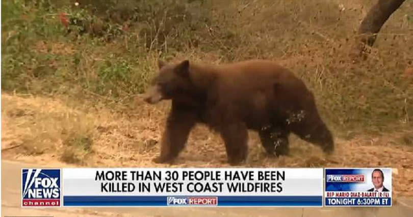 棕熊從樹叢現身後，嚇了女記者一跳。（圖／翻攝自Fox News）