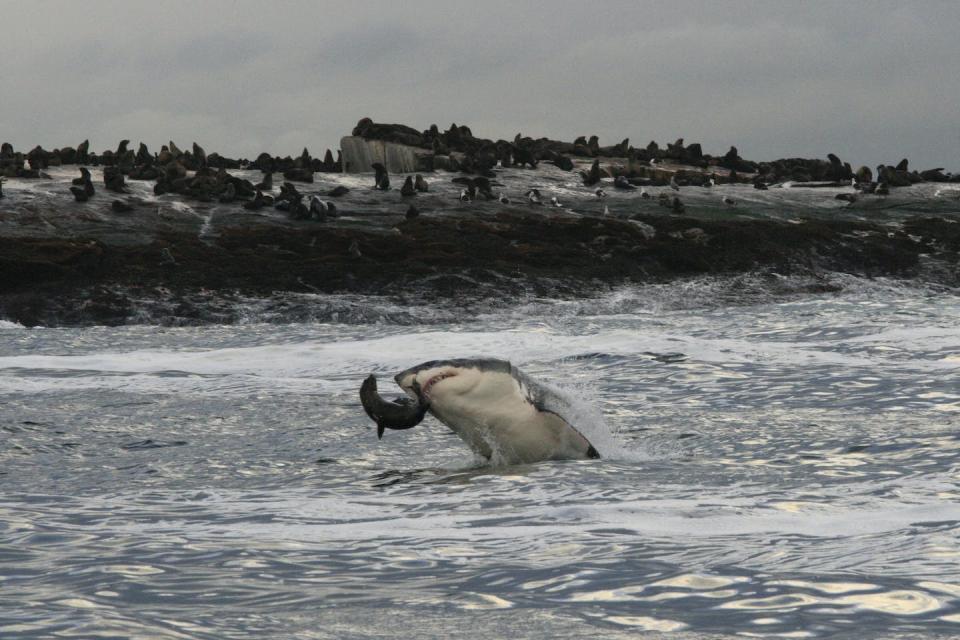 Tiburón blanco cazando un lobo marino (Arctocephalus pusillus) en la Isla de las Focas, cerca de Ciudad del Cabo, en Sudáfrica. <a href="https://www.shutterstock.com/es/image-photo/great-white-shark-carcharodon-carcharias-preying-434731273" rel="nofollow noopener" target="_blank" data-ylk="slk:Shutterstock / Alessandro De Maddalena;elm:context_link;itc:0;sec:content-canvas" class="link ">Shutterstock / Alessandro De Maddalena</a>