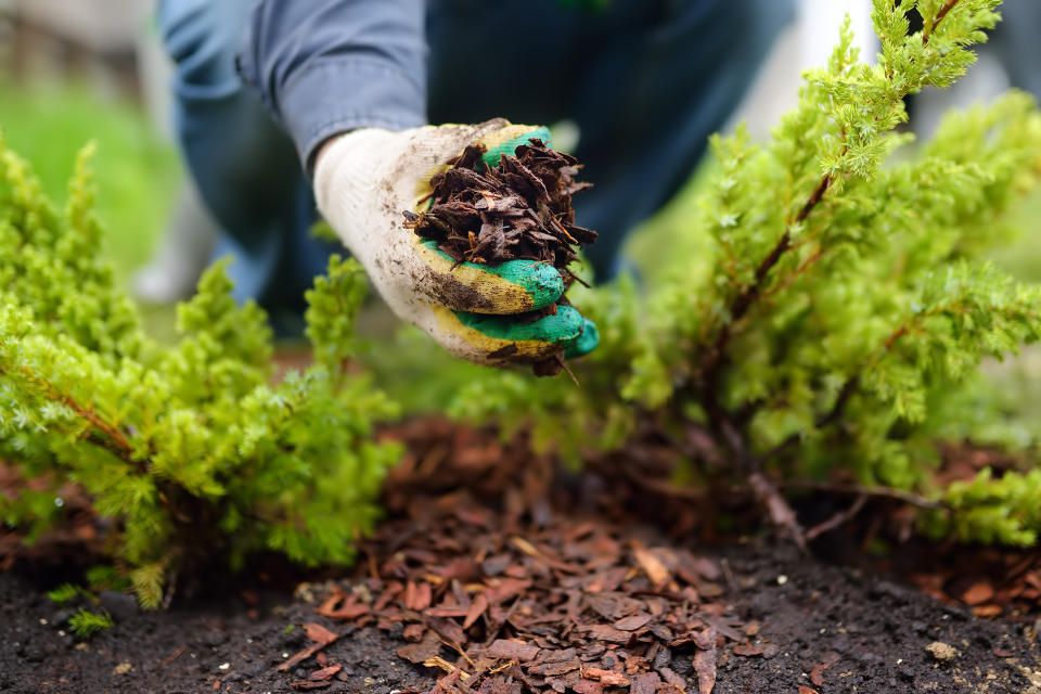 Gardener using mulch