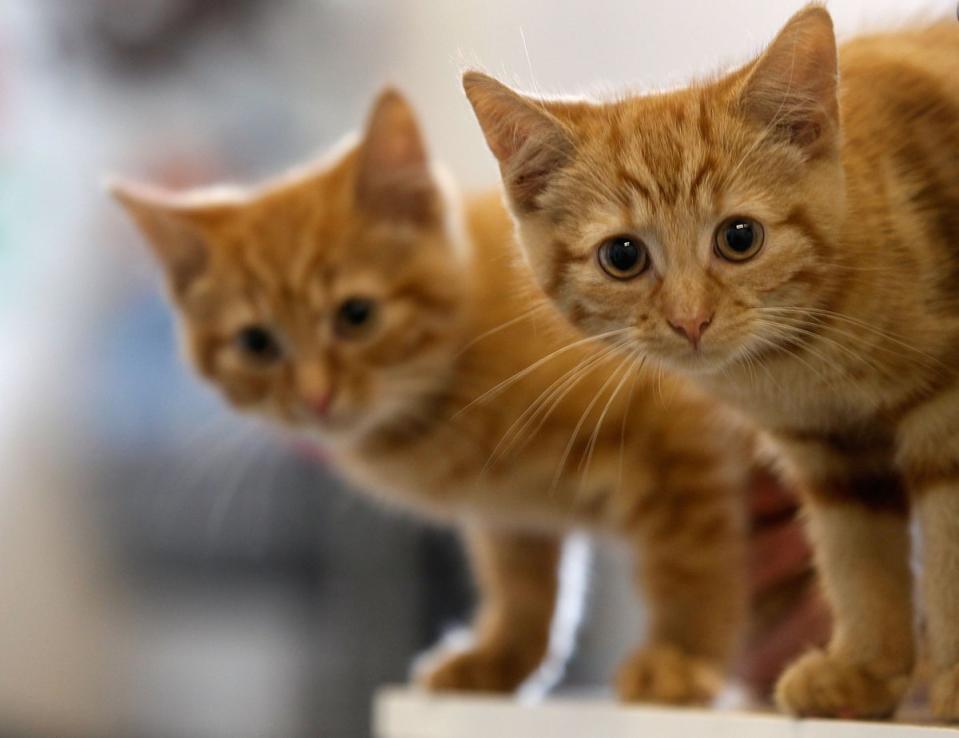 Cats Protection has said middle-income earners account for the majority of people giving up pets (Getty Images)