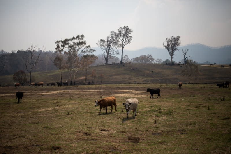 Cattle are seen on a burnt field in Wandella