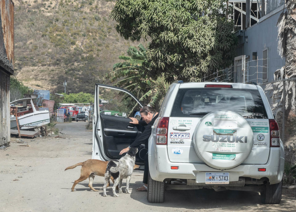 A woman named Mercedes who is an animal rescuer on the island of Sint Maarten coordinates more than two dozen feeding stations. The dogs come running when they see her.