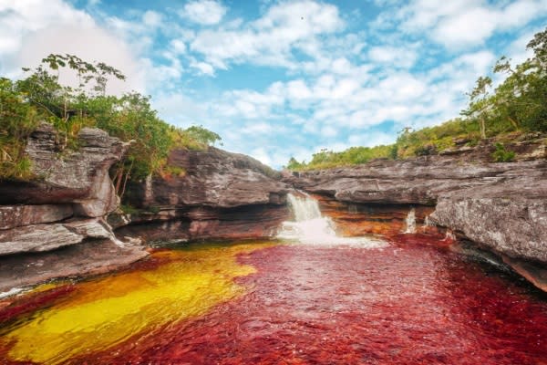 當地特有的紅色藻類「Macarenia Clavigera」。（圖片來源／CAÑO CRISTALES）