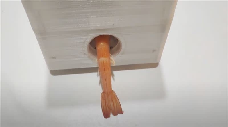 新湖國小學生透過3D列印技術，打造「剝蝦神器」。（圖／翻攝畫面）