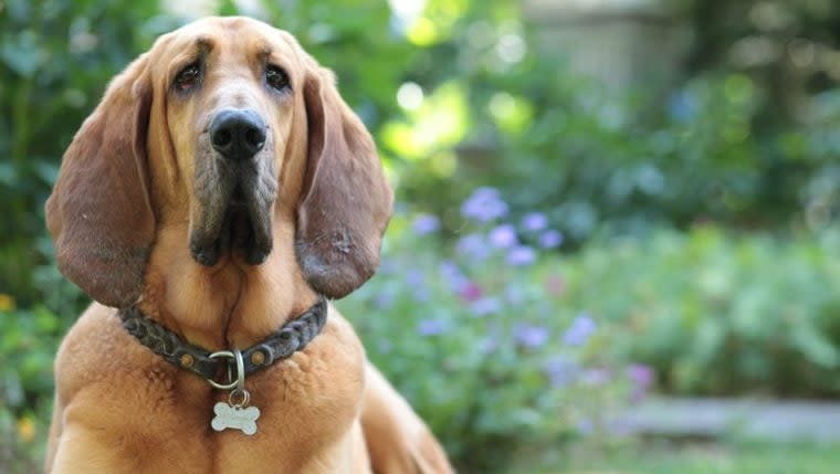 Bloodhound Rescued From Alleged Puppy Mill Reunites With Tennessee Family 2 Years After Disappearance