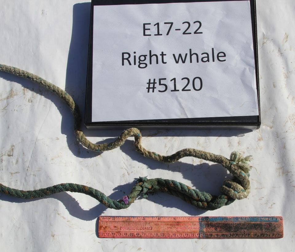 NOAA provided this photo of one section of the rope found on right whale number 5120, during a February necropsy. Tissue had grown over parts of the rope, marked with a purple zip tie nub, because it was wrapped so tightly around the growing animals, scientists said.