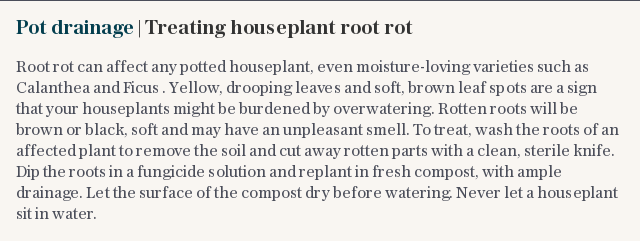 Pot drainage | Treating houseplant root rot