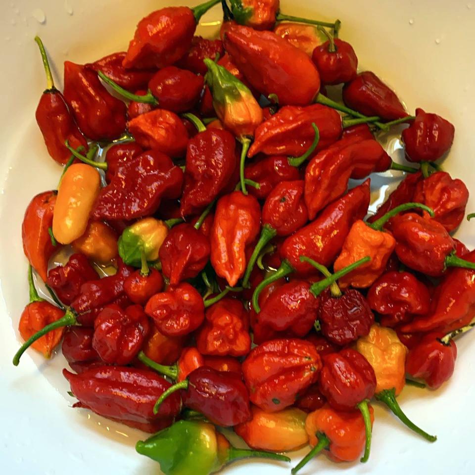 Think you can take the heat? Jungle Jim's Weekend of Fire features fiery foods made from a variety of hot peppers, like the Carolina Reapers and ghost peppers pictured.