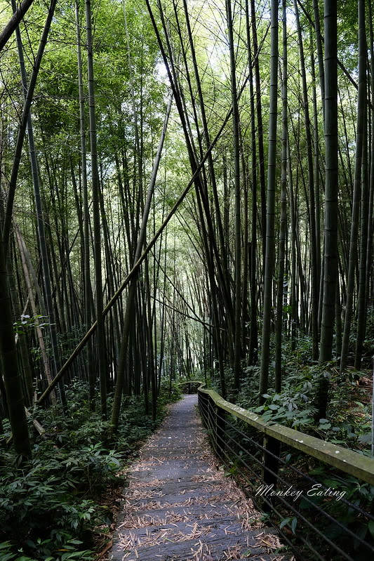 嘉義阿里山｜二延平步道