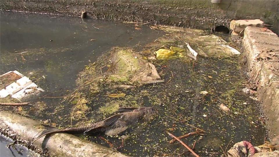 稻作停灌無活水 新竹灌溉大圳變臭水溝 魚群翻肚臭氣熏天 居民呼籲酌量放水