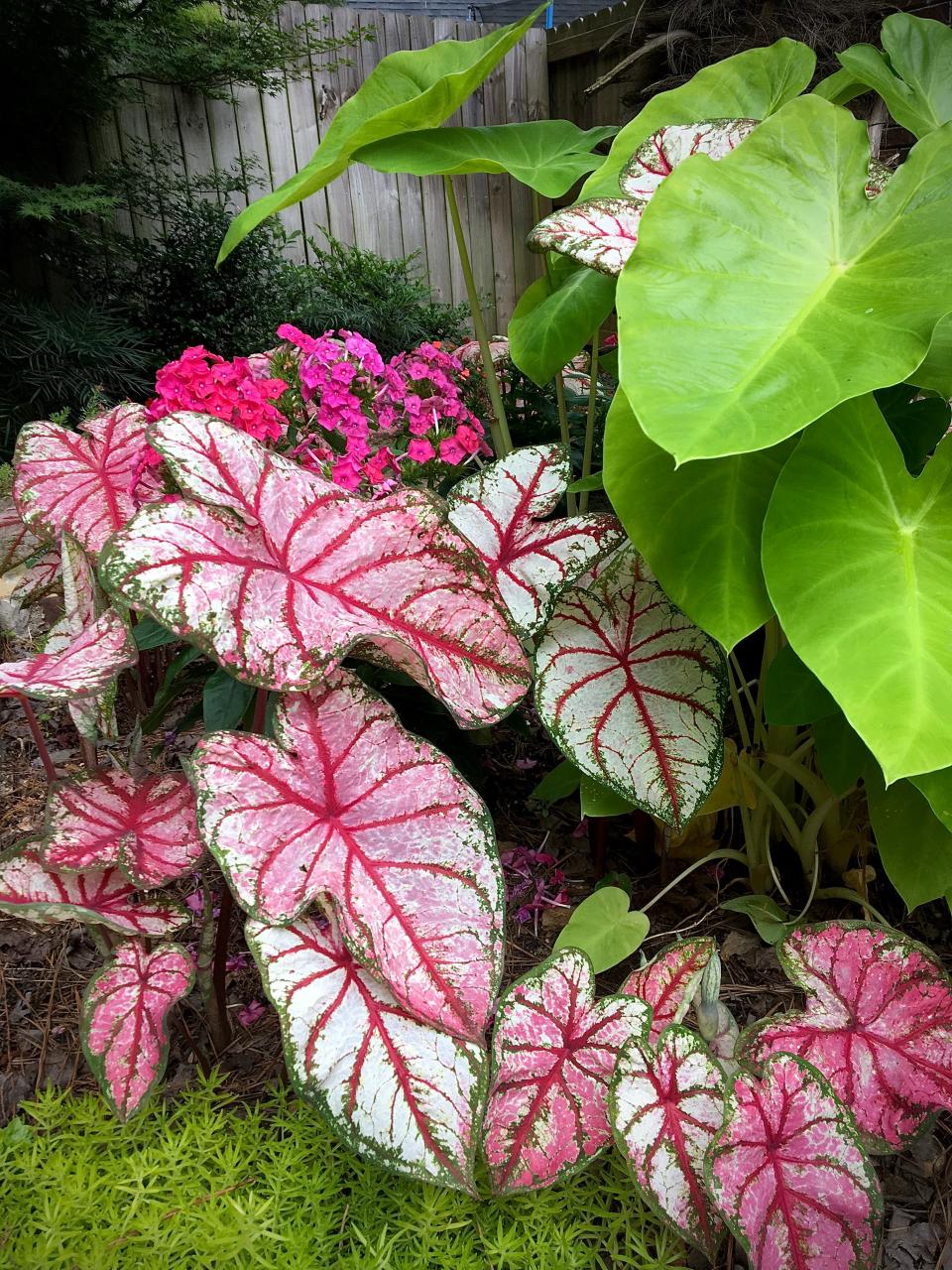 The first week of June shows the Heart to Heart Bottle Rocket caladiums growing at a rapid pace but, Luminary Sunset Coral is also reaching its 30-inch height.