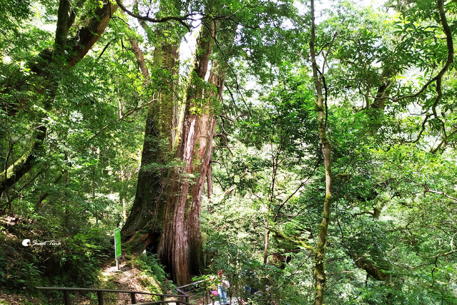 拉拉山巨木群步道