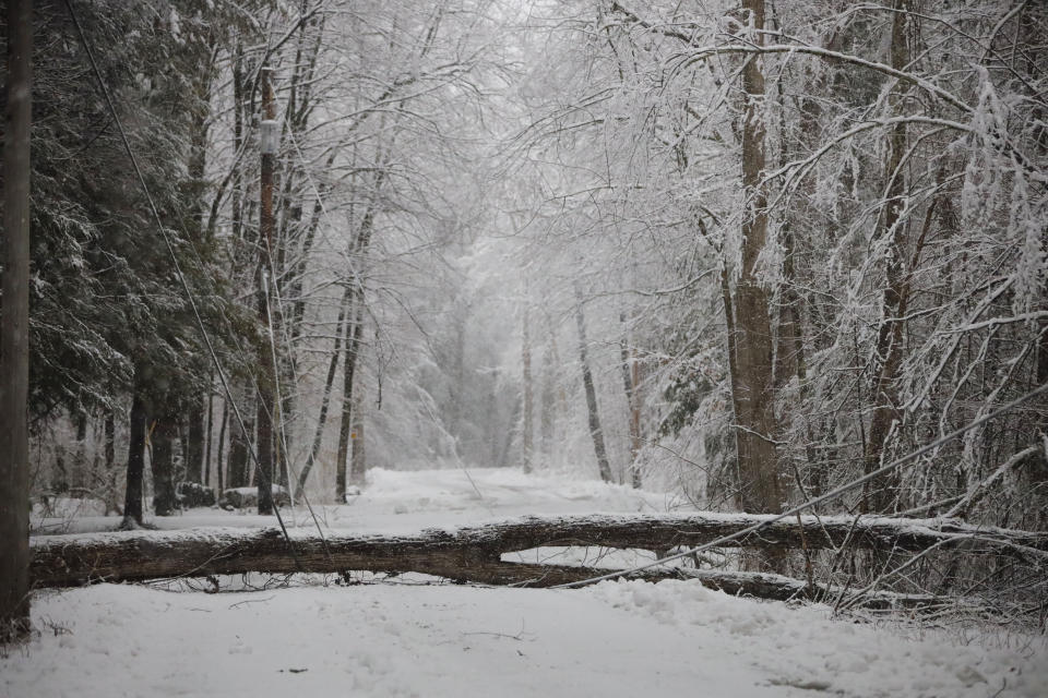 A fallen tree on Bears Den Rd. in Sheffield took down power lines, causing police to close the road to traffic. Tuesday, March 14, 2023. (Stephanie Zollshan/The Berkshire Eagle via AP)