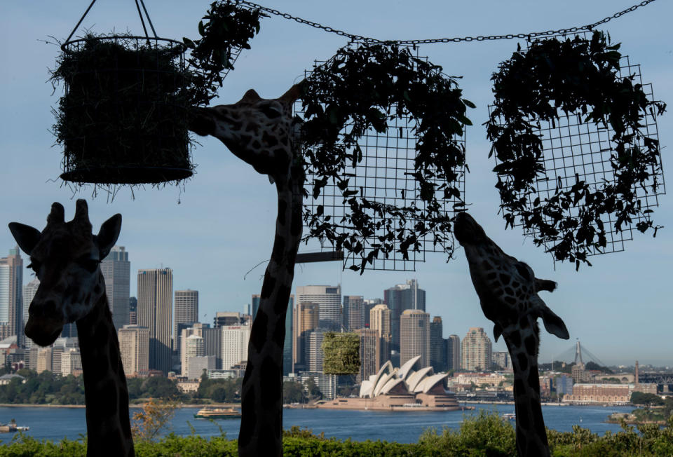 Taronga Zoo’s 100th birthday in Sydney, Australia