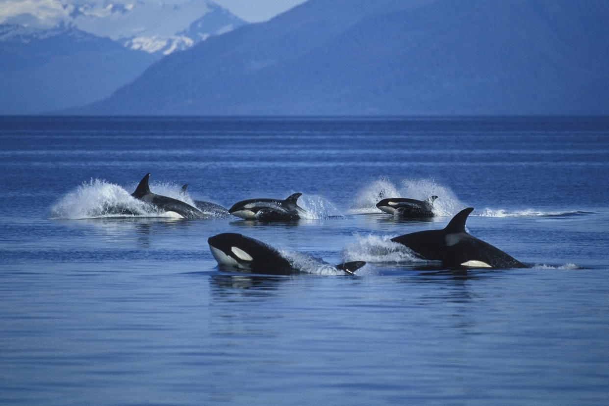 Orcas Killer Whales Getty Images/Ron Sanford